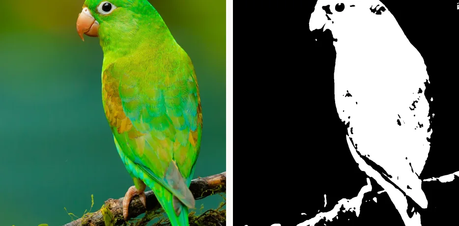 A photograph of a bird beside its two-value notan reduction, showing the silhouette holding together as a single readable mass