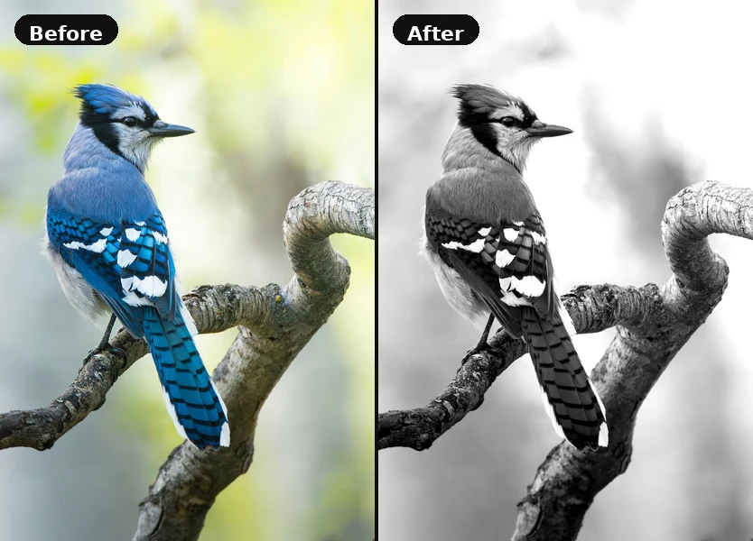 Before and after example — original photo with value analysis applied