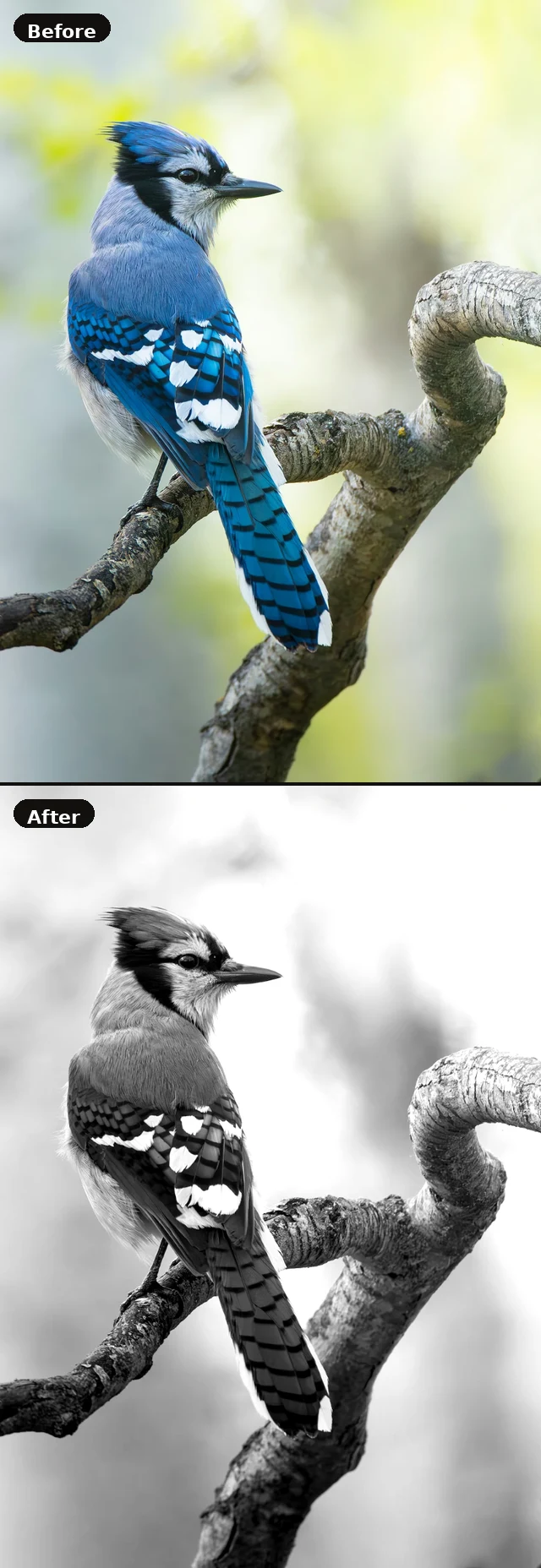 Before and after example — original photo with value analysis applied